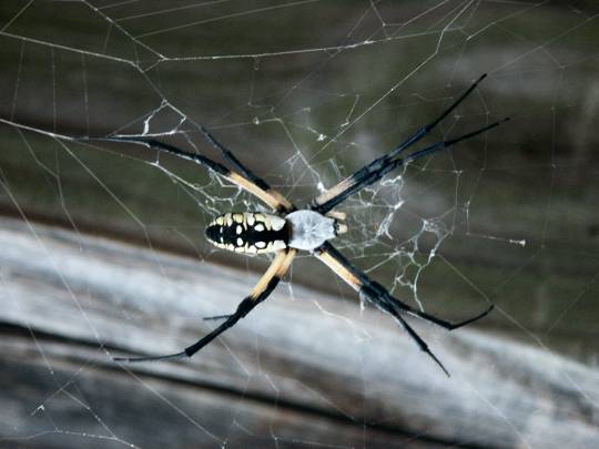 argiope early morning