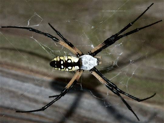 argiope mid-afternoon