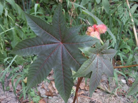 foliage