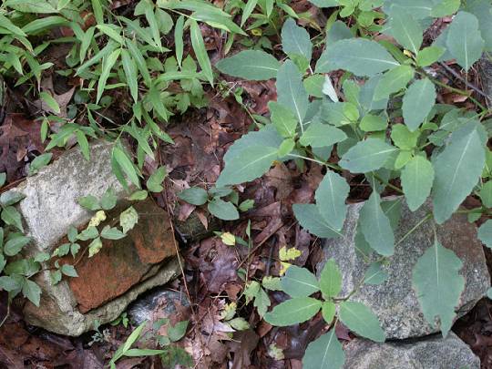 poison-ivy & jewelweed