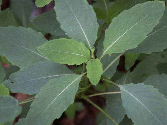 foliage
