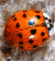 Lady Beetle