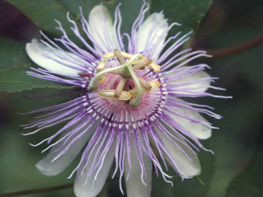 blossom