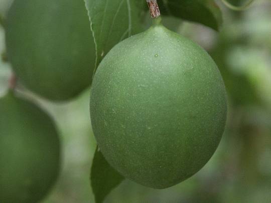 fruit