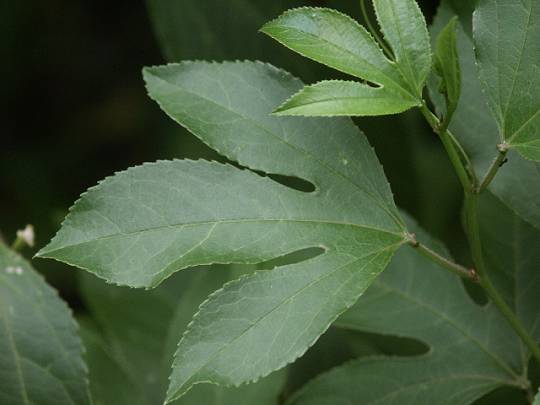 foliage