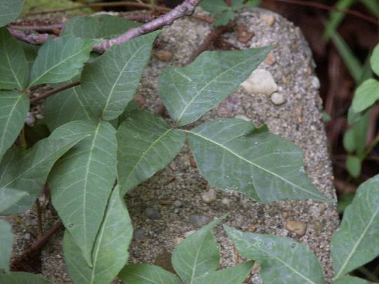 foliage