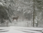 Wild Deer